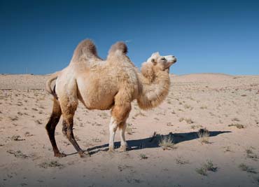 Communications for Wild Camel Protection China